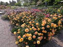 Gold and Great rose photo