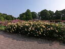 Sweet Jane™ rose photo