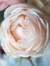 Gruaud Larose rose photo