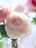 Gruaud Larose rose photo