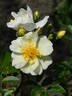 Rosa helenae 'Semiplena' rose photo