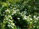 Rosa helenae 'Semiplena' rose photo