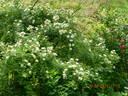 Rosa helenae 'Semiplena' rose photo