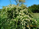 Rosa helenae 'Semiplena' rose photo