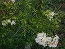 Rosa helenae 'Semiplena' rose photo