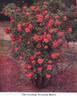 Climbing American Beauty rose photo