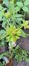 Green Rose rose photo