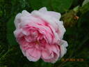 Centifolia Muscosa rose photo
