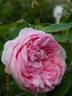 Centifolia Muscosa rose photo