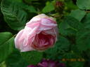 Centifolia Muscosa rose photo
