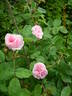 Centifolia Muscosa rose photo