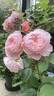A Shropshire Lad rose photo