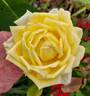 Golden Oldie rose photo