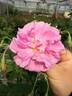 R. damascena rose photo