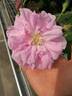 R. damascena rose photo