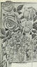 Climbing Bridesmaid rose photo
