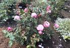 Patsy Cline ™ rose photo