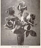 Climbing Bridesmaid rose photo
