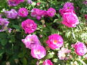 Abbé Duchemin rose photo