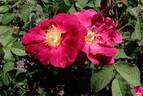 Abbé Henry Du Mont rose photo