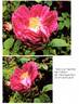 Aimeric de Péguilhan rose photo