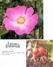Alauna rose photo
