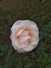 Safrano rose photo