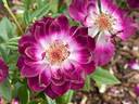 Diamond Eyes rose photo