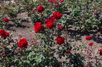Marcel Pagnol ® rose photo