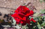 Marcel Pagnol ® rose photo