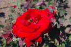 Marcel Pagnol ® rose photo