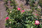 Jubilé du Prince de Monaco rose photo