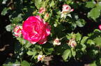 Jubilé du Prince de Monaco rose photo