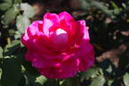 Lolita Lempicka ® rose photo