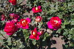 Bolshoï rose photo