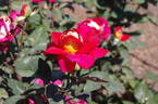 Bolshoï rose photo