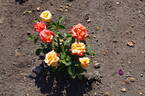 Prince Rainier III rose photo
