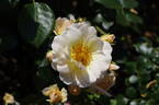 Sirius rose photo