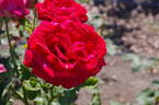 Brigitte Bardot rose photo