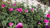 XXL rose photo