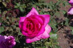 XXL rose photo