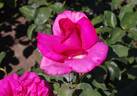 XXL rose photo