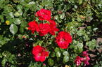 La Sevillana ® rose photo