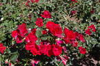 La Sevillana Plus rose photo