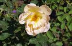 The Lark Ascending rose photo