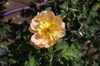The Lark Ascending rose photo