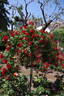 Scarlet Meillandécor rose photo