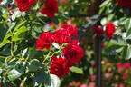 Scarlet Meillandécor rose photo