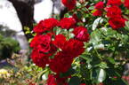 Scarlet Meillandécor rose photo