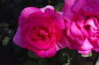 XXL rose photo